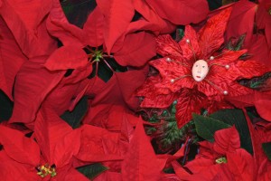 Poinsettia3