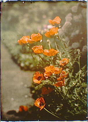 Arnold_Genthe-California_golden_poppies,_Autochrome