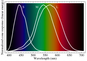 Color Receptors Human Eye