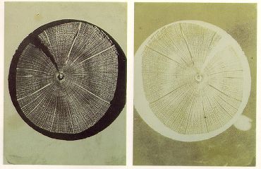 FoxTalbot-First-Photomicrograph