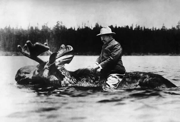 theodore-roosevelt-moose