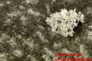 Figure 2 - Antique granite block with white flower, (c) DE Wolf 2013.