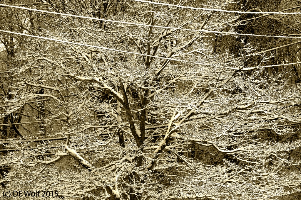 Figure 1 - Caramel lace, Sudbury, MA, February 2015. (c) DE Wolf 2015.