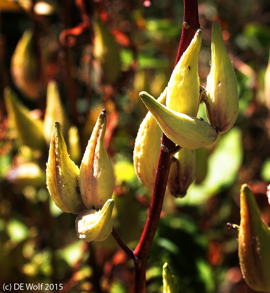 Figure 1 - The common milkweed along Little Fresh Pond, Fresh Pond Reservation, Cambridge, MA. (c) DE Wolf 2015.