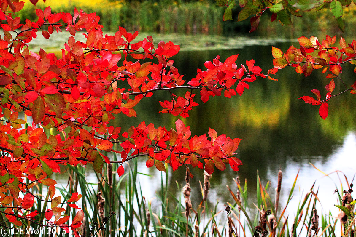 Figure 1 - The first color of fall 2015, Litlle Fresh Pond, Fresh Pond Reservation, Cambridge, MA. (c) DE Wolf 2015.