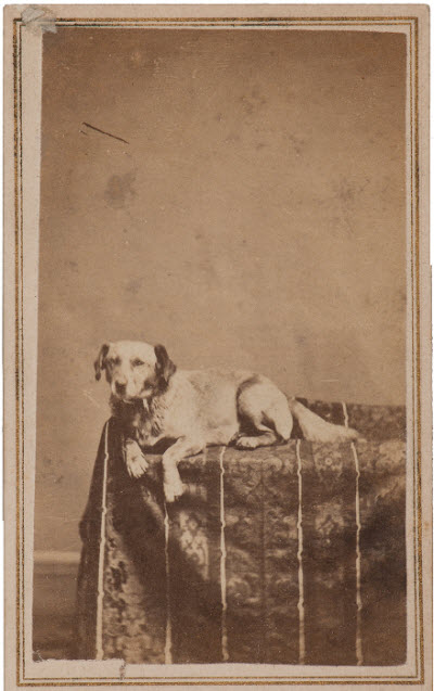 [Image: Lincoln-Fido-dog-CDV.jpg]