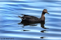 American black duck