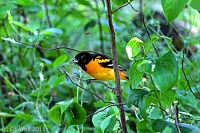 Baltimore Oriole (male)