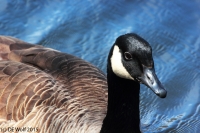 Canadian goose