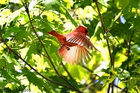 Northern Cardinal