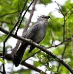 Gray catbird