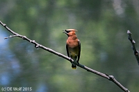 Cedar waxwing