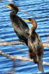 Double-crested cormorant