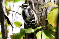 Downy woodpecker