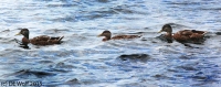 Gadwall ducks