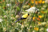 American goldfinch