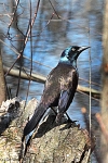 Common grackle