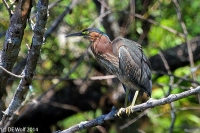 Green heron