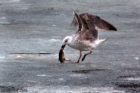 Herring gull