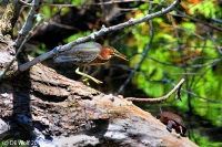 Green heron with turtle