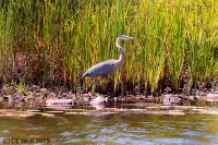 Great blue heron