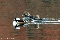 Hooded merganser