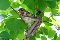 House Sparrow (Female)