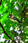 Eastern kingbird