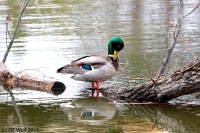 Mallard duck (male)