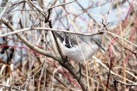 Northern mockingbird