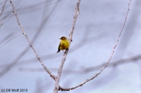 Palm warbler