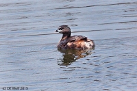 Pied-billed grebe