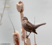 Red-winged blackbird (female)