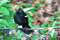 Red-winged blackbird (male)