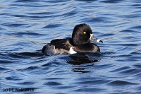 Ring-necked duck