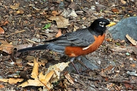 American robin