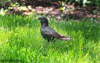 European starling