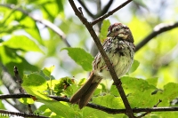 Swamp sparrow