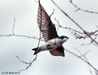 Tree swallow