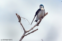 Tree swallow