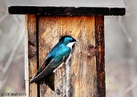 Tree swallow
