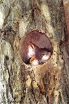 Tree swallow chicks