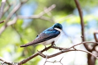 Tree swallow