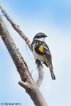 Yellow-rumped warbler