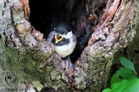 Black-capped chickadee (fledgling)