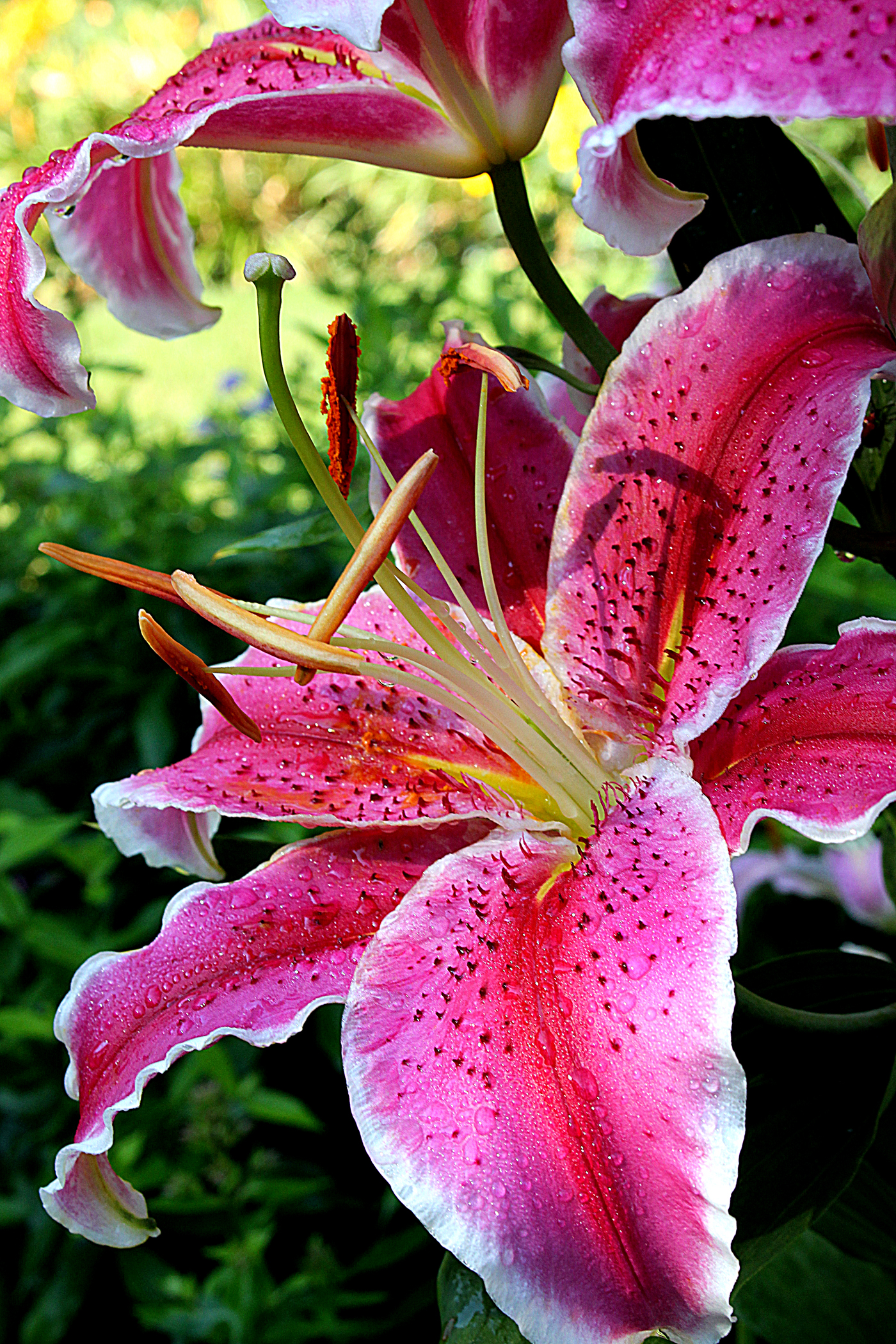 Pink Lily from Eleanor's Garden, (c) DE Wolf 2013