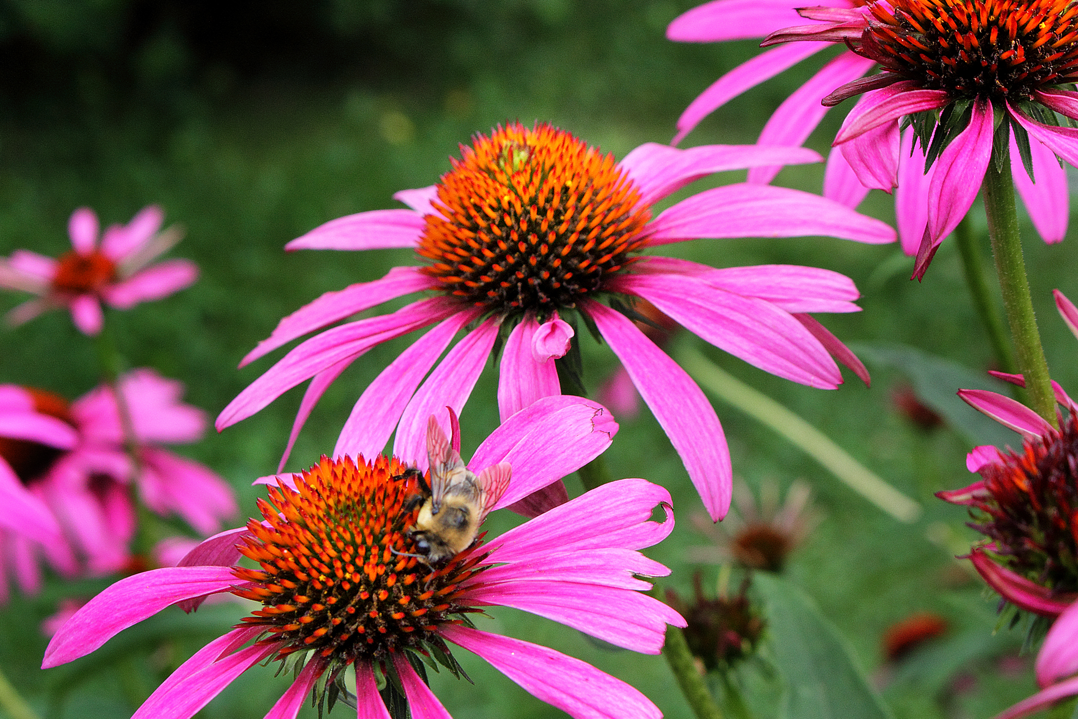 Pink Cone Flower, (c) DE Wolf 2013