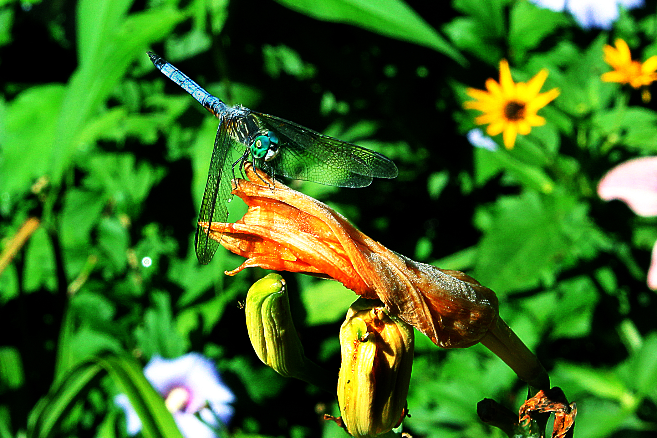 Dragon Fly on Day Lily in Eleanor's Garden, (c) DE Wolf 2013
