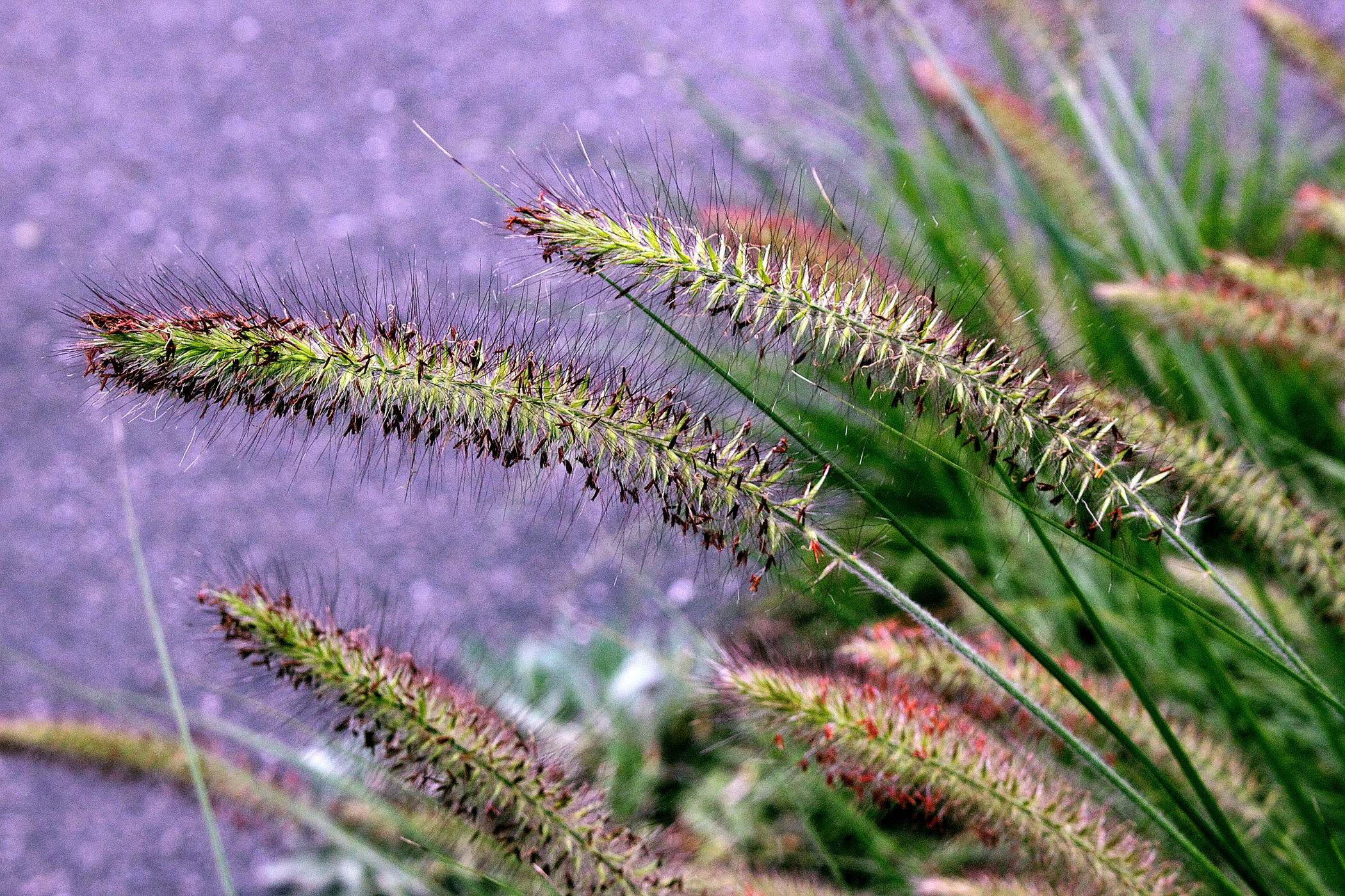 Flowering Grass, (c) DE Wolf 2013