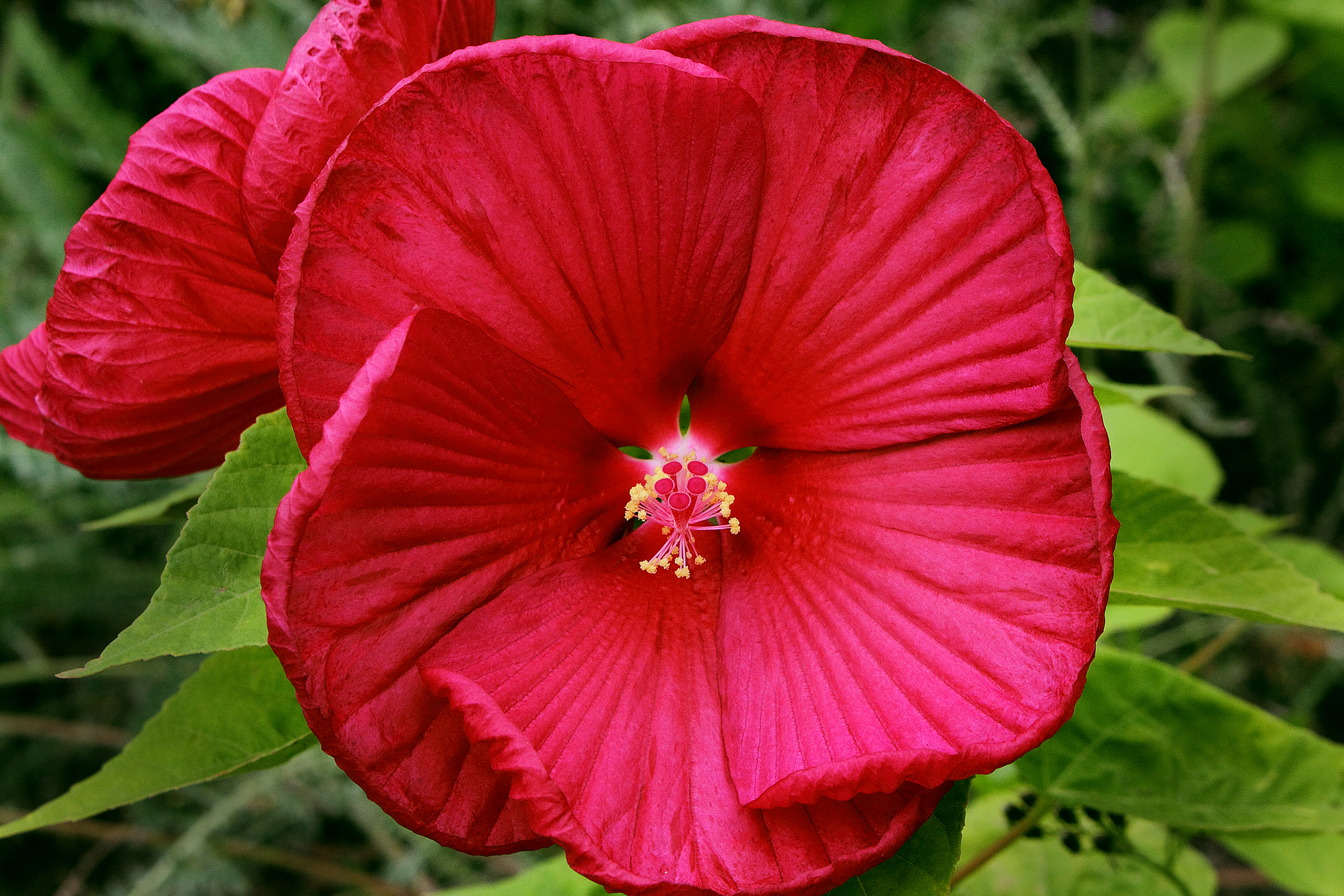 Hibiscus, (c) DE Wolf 2013